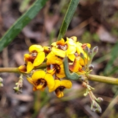 Daviesia mimosoides subsp. mimosoides at Aranda Bushland - 30 Sep 2021 by drakes