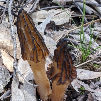 Morchella elata group (Morel) at Talmalmo, NSW - 2 Oct 2021 by Darcy