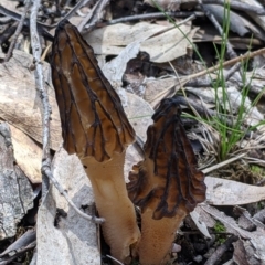 Morchella elata group at Talmalmo, NSW - 2 Oct 2021 01:01 PM