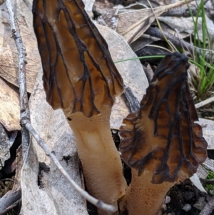 Morchella elata group at Talmalmo, NSW - 2 Oct 2021 01:01 PM