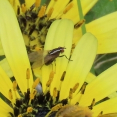 Poecilohetaerus sp. (genus) (Lauxaniid fly) at Isabella Pond - 3 Oct 2021 by RodDeb