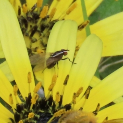 Poecilohetaerus sp. (genus) (Lauxaniid fly) at Isabella Pond - 3 Oct 2021 by RodDeb