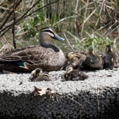 Anas superciliosa (Pacific Black Duck) at Monash, ACT - 3 Oct 2021 by RodDeb