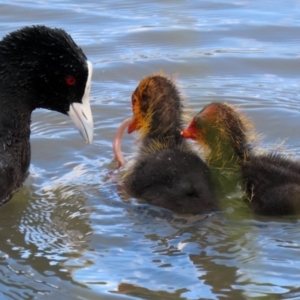 Fulica atra at Monash, ACT - 3 Oct 2021