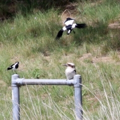 Dacelo novaeguineae (Laughing Kookaburra) at Isabella Pond - 3 Oct 2021 by RodDeb