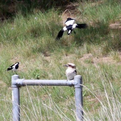 Dacelo novaeguineae (Laughing Kookaburra) at Tuggeranong Creek to Monash Grassland - 3 Oct 2021 by RodDeb