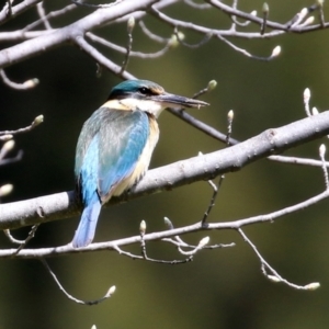 Todiramphus sanctus at Monash, ACT - 3 Oct 2021