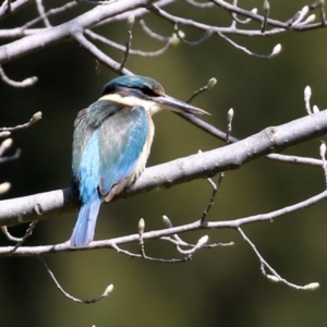 Todiramphus sanctus at Monash, ACT - 3 Oct 2021 01:06 PM