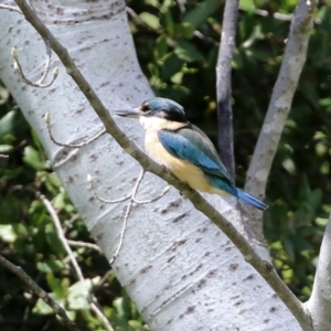 Todiramphus sanctus at Monash, ACT - 3 Oct 2021 01:06 PM