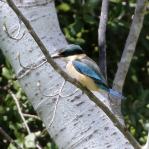 Todiramphus sanctus at Monash, ACT - 3 Oct 2021 01:06 PM