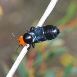 Creophilus erythrocephalus at Cook, ACT - 3 Oct 2021