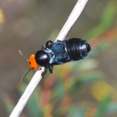 Creophilus erythrocephalus (Devil's coach horse, Rove beetle) at Aranda Bushland - 3 Oct 2021 by Harrisi