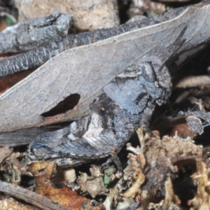 Acrididae sp. (family) at O'Connor, ACT - 3 Oct 2021