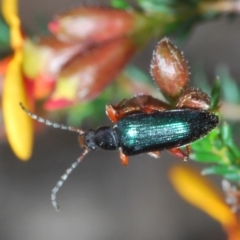 Lepturidea punctulaticollis at O'Connor, ACT - 3 Oct 2021 02:22 PM