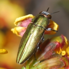 Melobasis propinqua (Propinqua jewel beetle) at Aranda Bushland - 3 Oct 2021 by Harrisi