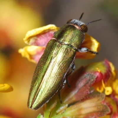 Melobasis propinqua (Propinqua jewel beetle) at Aranda Bushland - 3 Oct 2021 by Harrisi