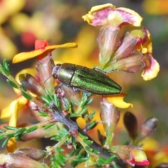 Melobasis propinqua at Aranda, ACT - 3 Oct 2021 01:41 PM