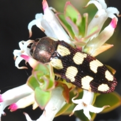 Castiarina decemmaculata (Ten-spot Jewel Beetle) at Sherwood Forest - 3 Oct 2021 by Harrisi