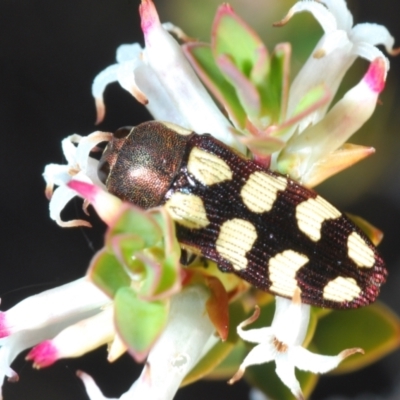 Castiarina decemmaculata (Ten-spot Jewel Beetle) at Coree, ACT - 3 Oct 2021 by Harrisi