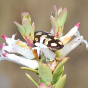 Castiarina decemmaculata at Coree, ACT - 3 Oct 2021