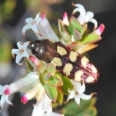 Castiarina decemmaculata at Coree, ACT - 3 Oct 2021