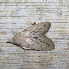 Entometa fervens (Common Gum Snout Moth) at Pialligo, ACT - 3 Oct 2021 by Ozflyfisher