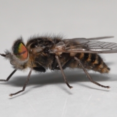 Tabanidae (family) (Unidentified march or horse fly) at Evatt, ACT - 28 Sep 2021 by TimL