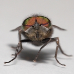 Tabanidae (family) at Evatt, ACT - 28 Sep 2021