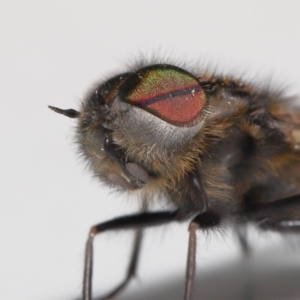 Tabanidae (family) at Evatt, ACT - 28 Sep 2021