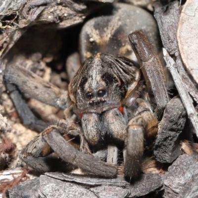 Tasmanicosa sp. (genus) (Tasmanicosa wolf spider) at Evatt, ACT - 2 Oct 2021 by TimL