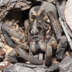 Tasmanicosa sp. (genus) (Unidentified Tasmanicosa wolf spider) at Evatt, ACT - 2 Oct 2021 by TimL