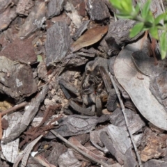 Tasmanicosa sp. (genus) at Evatt, ACT - 2 Oct 2021