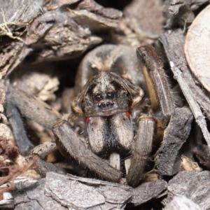 Tasmanicosa sp. (genus) at Evatt, ACT - 2 Oct 2021