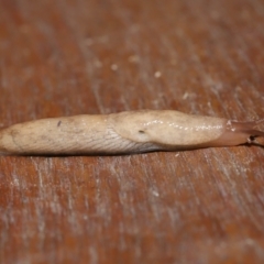 Deroceras reticulatum (Grey Field Slug) at Evatt, ACT - 30 Sep 2021 by TimL