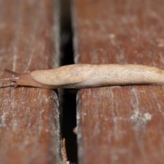 Deroceras reticulatum at Evatt, ACT - 1 Oct 2021 08:39 AM