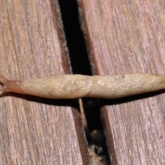 Deroceras reticulatum at Evatt, ACT - 1 Oct 2021