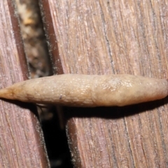 Deroceras reticulatum at Evatt, ACT - 1 Oct 2021 08:39 AM