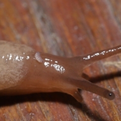 Hypogastrura sp. (genus) at Evatt, ACT - 1 Oct 2021