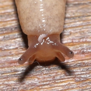 Hypogastrura sp. (genus) at Evatt, ACT - 1 Oct 2021