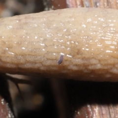 Hypogastrura sp. (genus) at Evatt, ACT - 1 Oct 2021