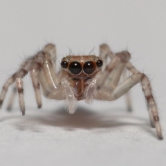 Helpis minitabunda (Threatening jumping spider) at Evatt, ACT - 1 Oct 2021 by TimL