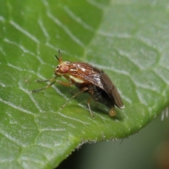 Steganopsis melanogaster (A lauxaniid fly) at Evatt, ACT - 1 Oct 2021 by TimL
