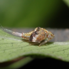 Siphanta sp. (genus) (Green planthopper, Torpedo bug) at Evatt, ACT - 2 Oct 2021 by TimL