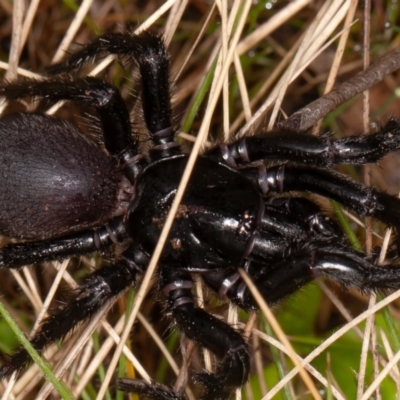 Atrax yorkmainorum (Funnel-web spider) at Mount Clear, ACT - 3 Oct 2021 by rawshorty