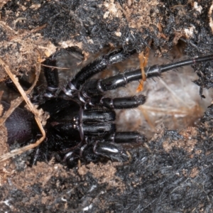 Atrax yorkmainorum at Mount Clear, ACT - suppressed