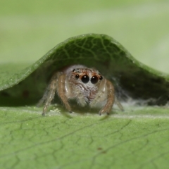 Opisthoncus sp. (genus) (Opisthoncus jumping spider) at Evatt, ACT - 3 Oct 2021 by TimL