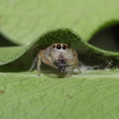 Opisthoncus sp. (genus) at Evatt, ACT - 3 Oct 2021