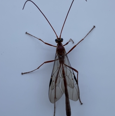 Enicospilus sp. (genus) (An ichneumon wasp) at Pialligo, ACT - 4 Oct 2021 by FeralGhostbat