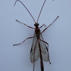 Enicospilus sp. (genus) (An ichneumon wasp) at Pialligo, ACT - 3 Oct 2021 by Ozflyfisher