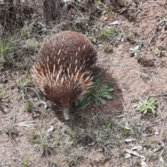 Tachyglossus aculeatus (Short-beaked Echidna) at Pine Island to Point Hut - 1 Oct 2021 by MB